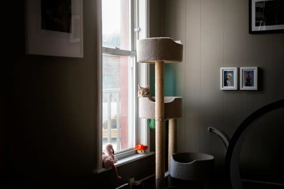 Obiceiuri de Zi cu Zi pentru o Pisică Fericită în Apartament