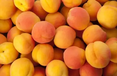 How to Plant a Peach Tree (VIDEO)