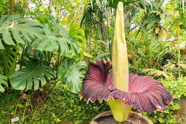 Top 5 plante rare și frumoase pentru exterior