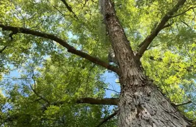 Top 6 Shade Tree Species Ideal for Planting in Your Yard