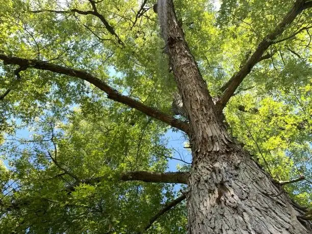 Top 6 specii de copaci care fac umbră, ideale de plantat în curte