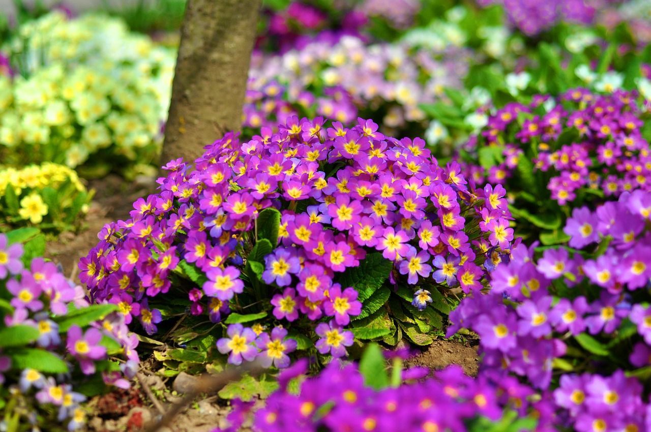 Primula  ghid complet de cultivare si ingrijire