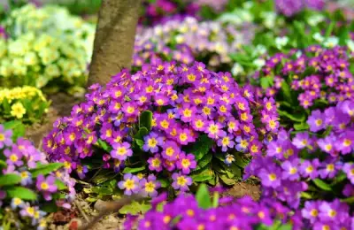 Primula: A Complete Guide to Cultivation and Care