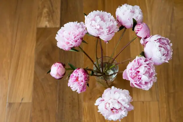 8 Tips for Vase Flower Care