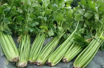 How to Plant Celery? (VIDEO)