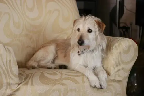 Amenajarea casei pentru câinele tău: cum să creezi un spațiu sigur și confortabil pentru animalul tău
