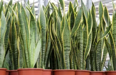 Growing Sansevieria: A Guide