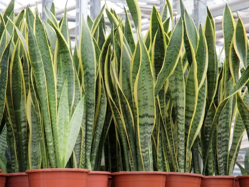Cum se creste Limba Soacrei (Sansevieria)?