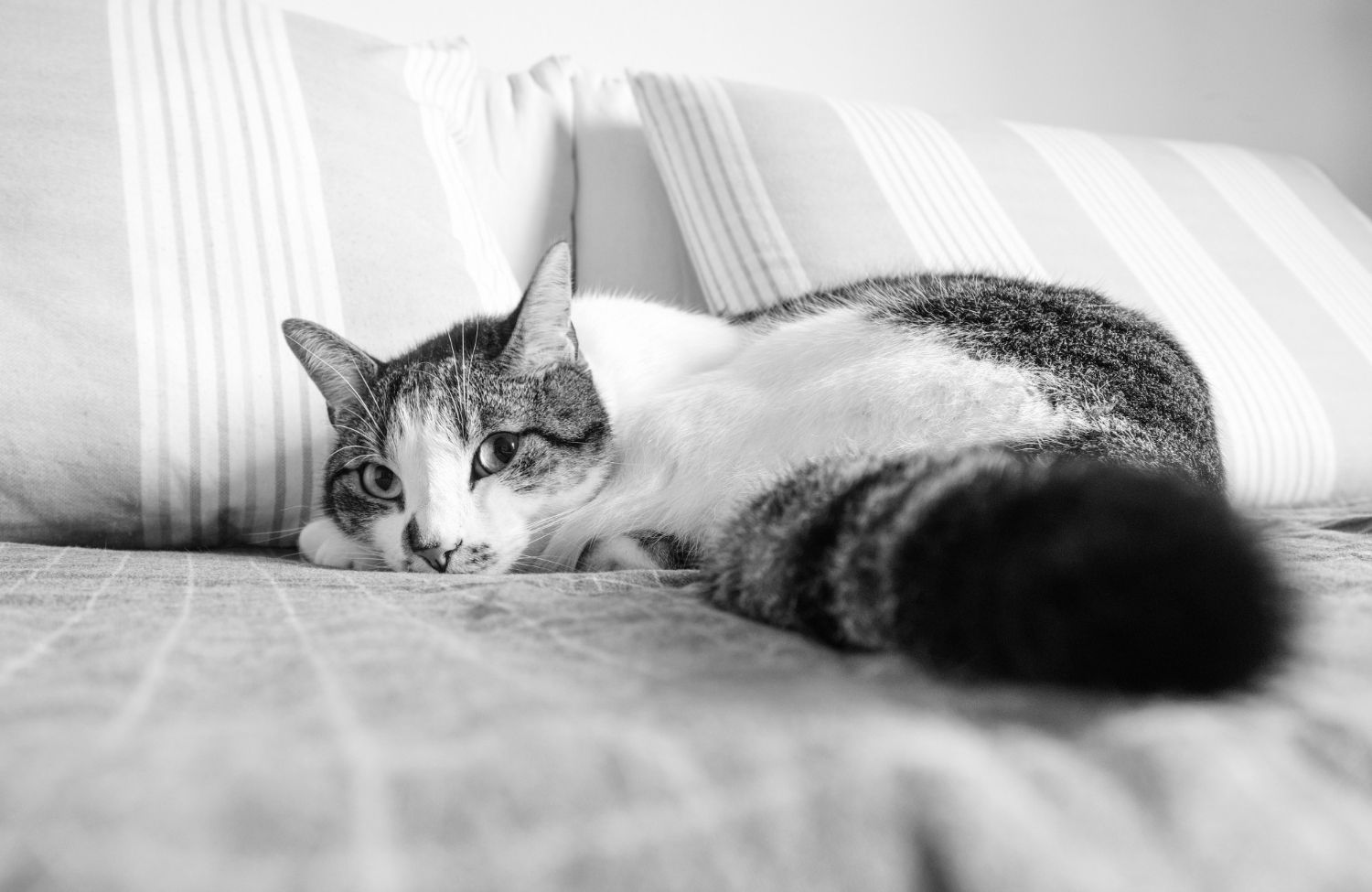 Cum să îți ajuți pisica să se adapteze într-o casă nouă