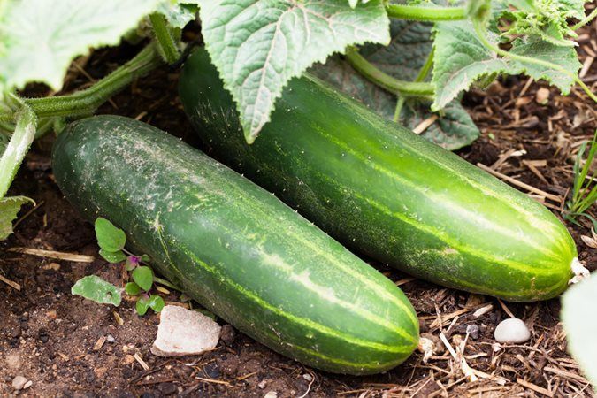 Plantarea companion: cum plantele se ajută reciproc în grădină