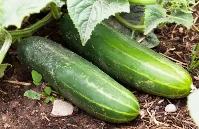 Companion Planting: How Plants Help Each Other in the Garden