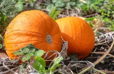 September: Fun in the Garden Continues