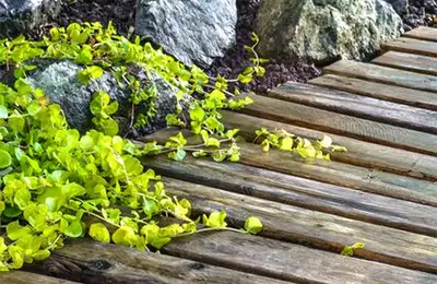 Reclaimed Wood Paving