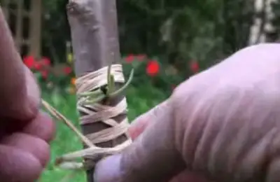 Tree Grafting Using the Sleeping Eye Method