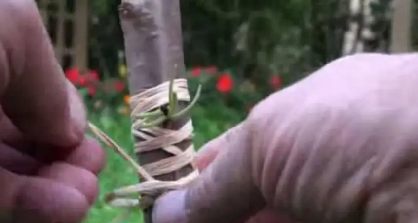 Tree Grafting Using the Sleeping Eye Method