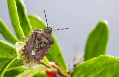 What Insects Should You Protect Your Yard From