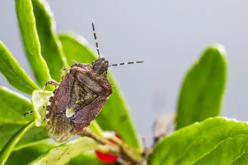 Care sunt insectele de care trebuie sa iti protejezi curtea