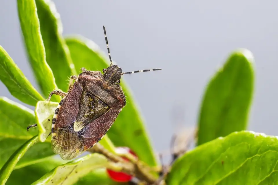 Care sunt insectele de care trebuie sa iti protejezi curtea