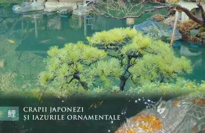 Crapii Japonezi și iazurile ornamentale