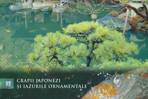 Crapii Japonezi și iazurile ornamentale