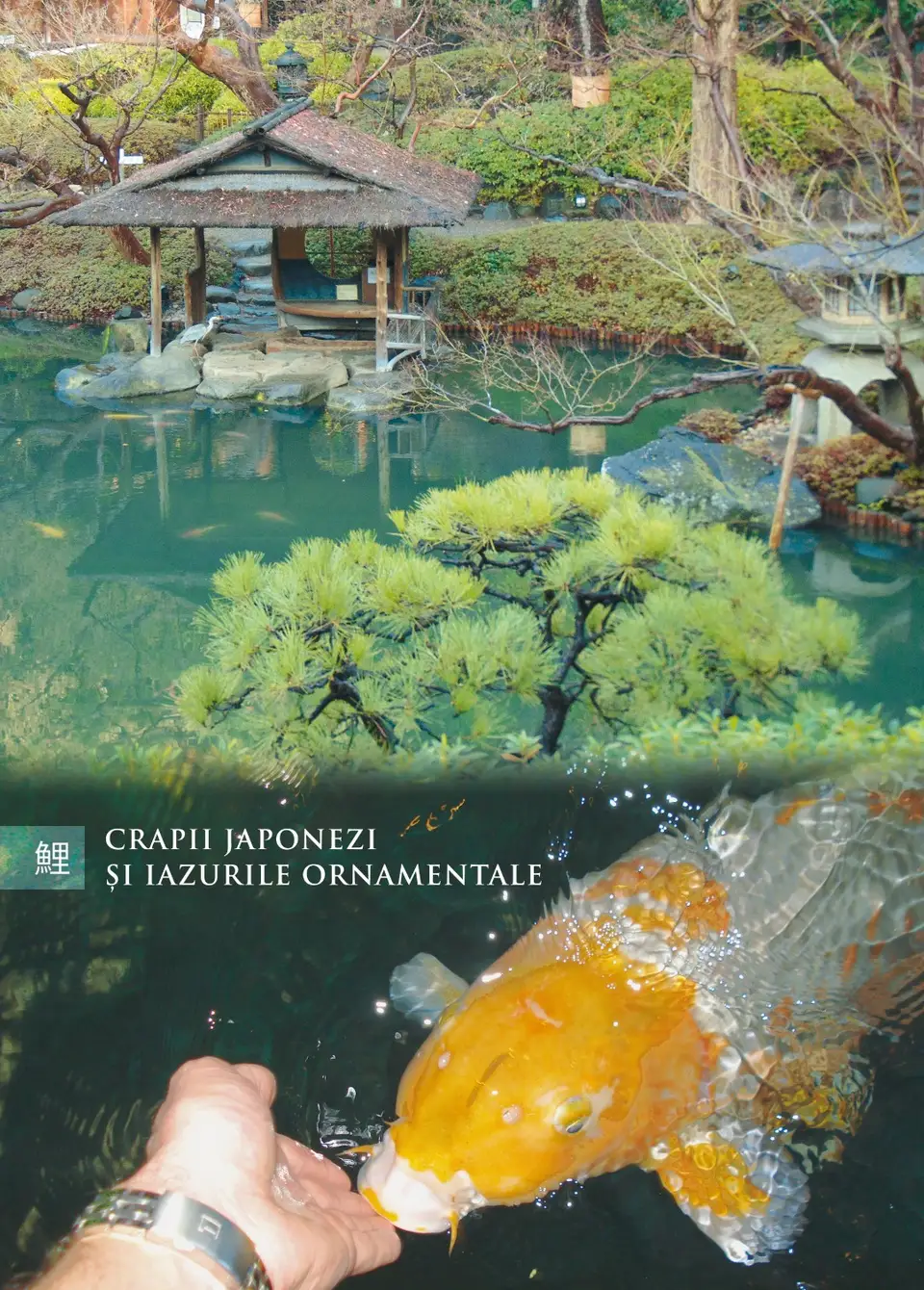 Crapii Japonezi și iazurile ornamentale