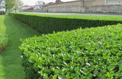 Living Fences: Design Ideas for Your Yard
