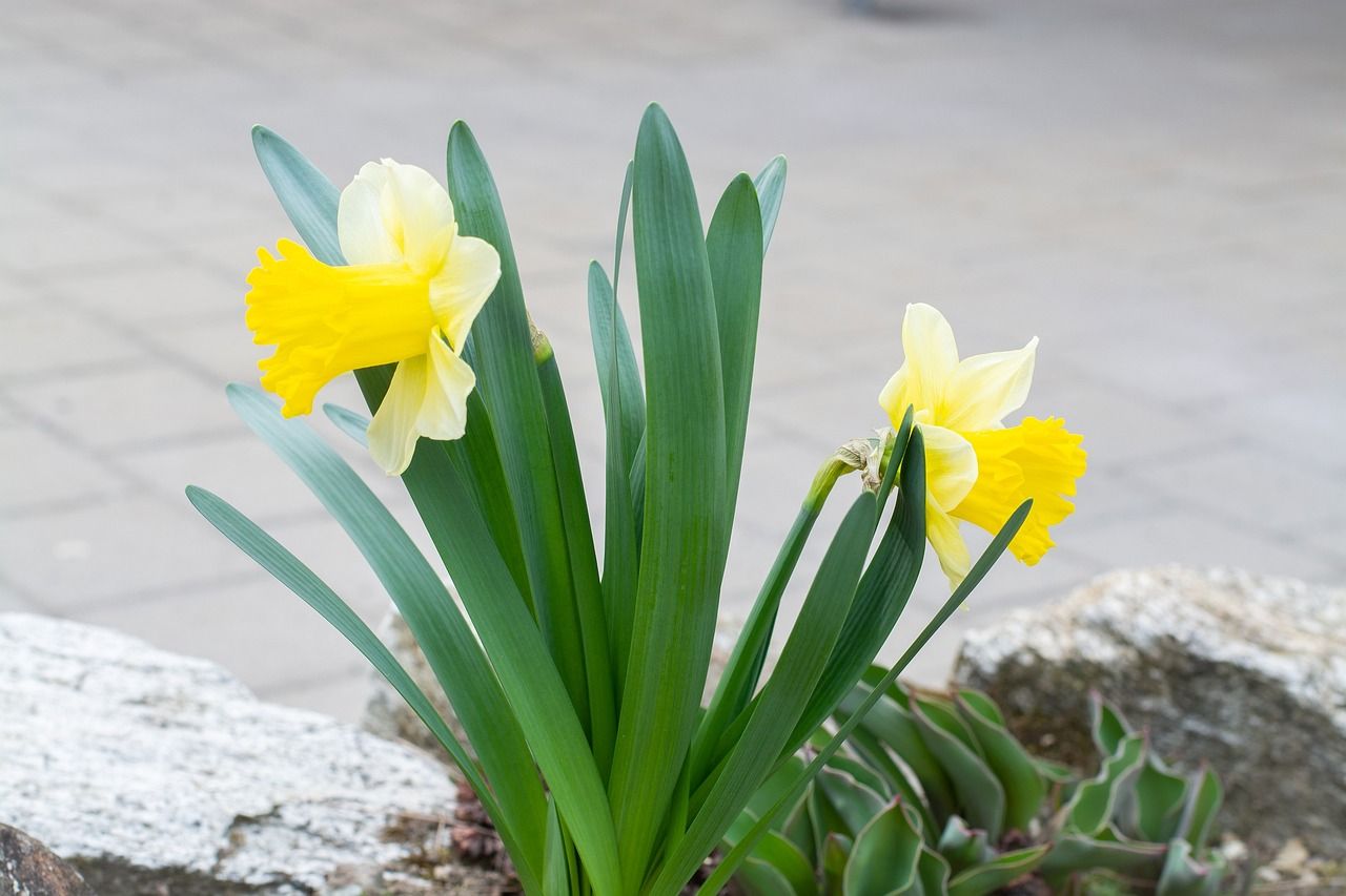 Flori și plante parfumate, ideale de plantat primăvara în grădină