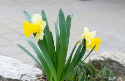 Fragrant Flowers and Plants, Ideal for Spring Planting in the Garden