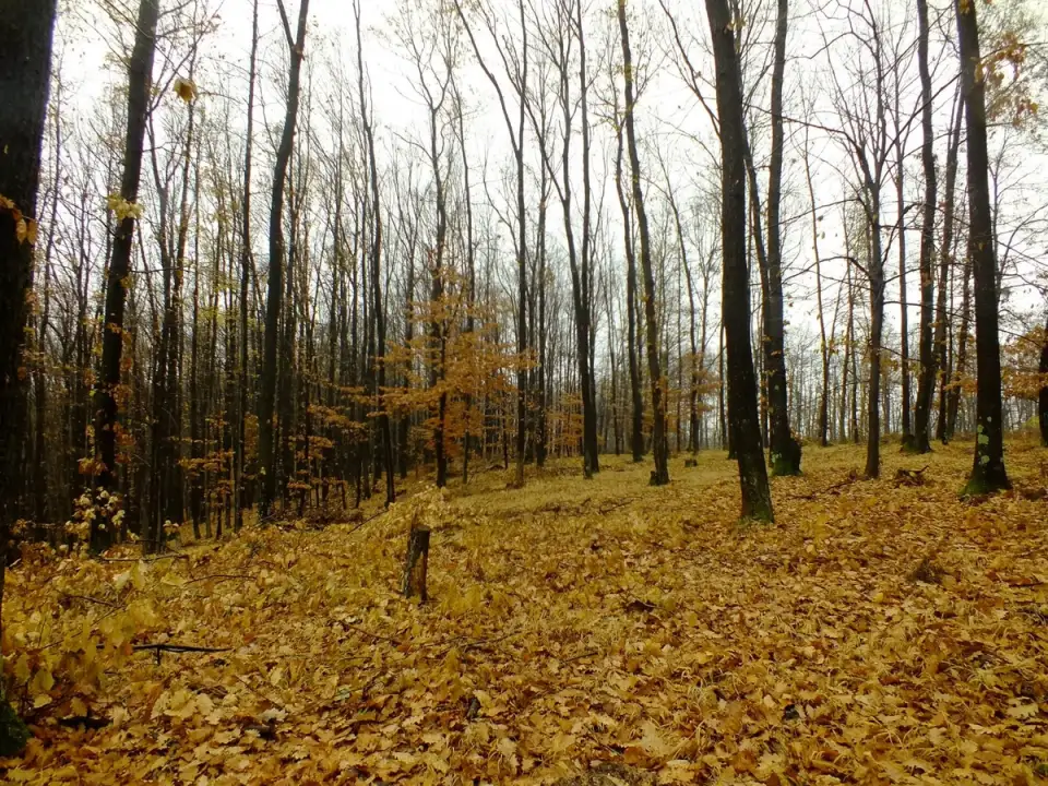De ce o plimbare de toamnă prin pădure îți resetează complet creierul