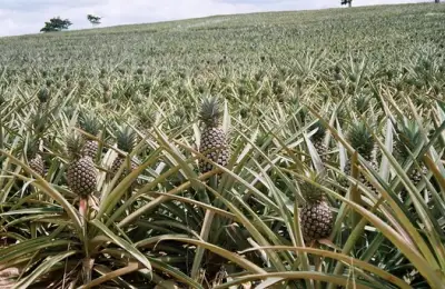 How to Plant and Grow a Pineapple (VIDEO)