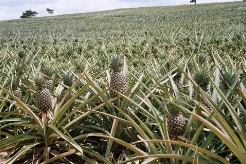 Cum se planteaza si cum se creste un ananas? (VIDEO)