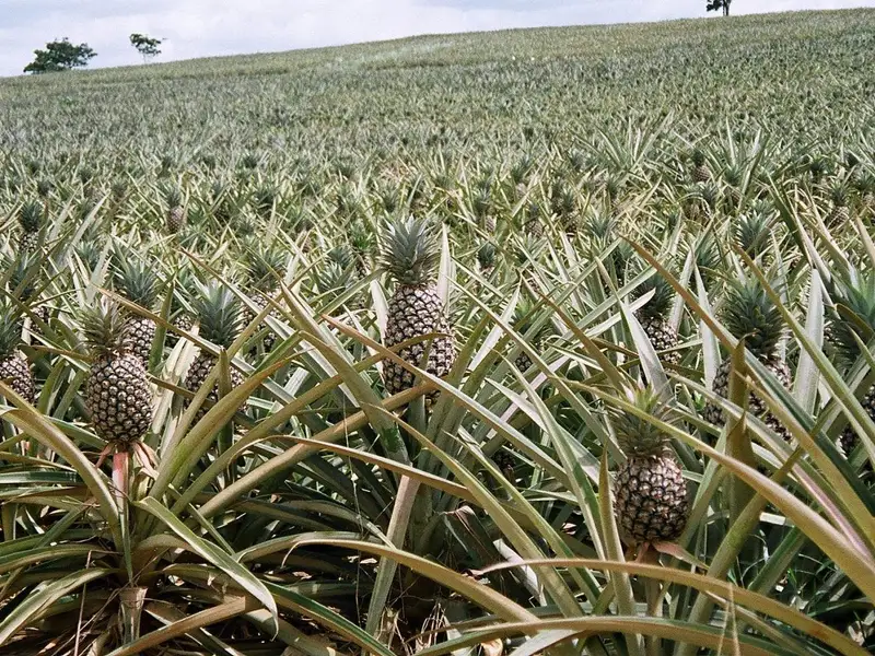 Cum se planteaza si cum se creste un ananas? (VIDEO)