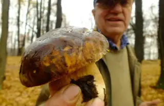 Misterul ciupercilor din curte. Între frica de otravă, mitul Ielelor și scutul ecologic împotriva caniculei