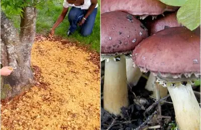 How to Grow Mushrooms in Your Own Garden