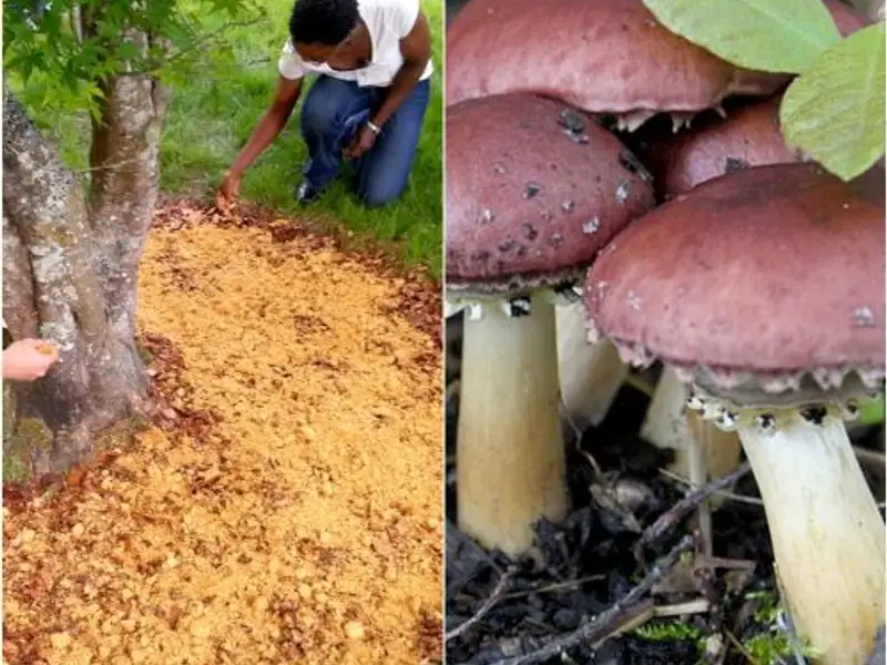 Cum sa cresti ciuperci chiar in gradina ta