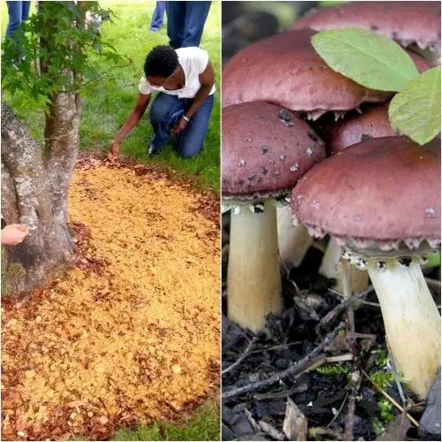 Cum sa cresti ciuperci chiar in gradina ta