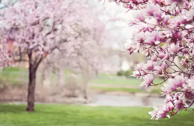 Magnolia: Planting and Care