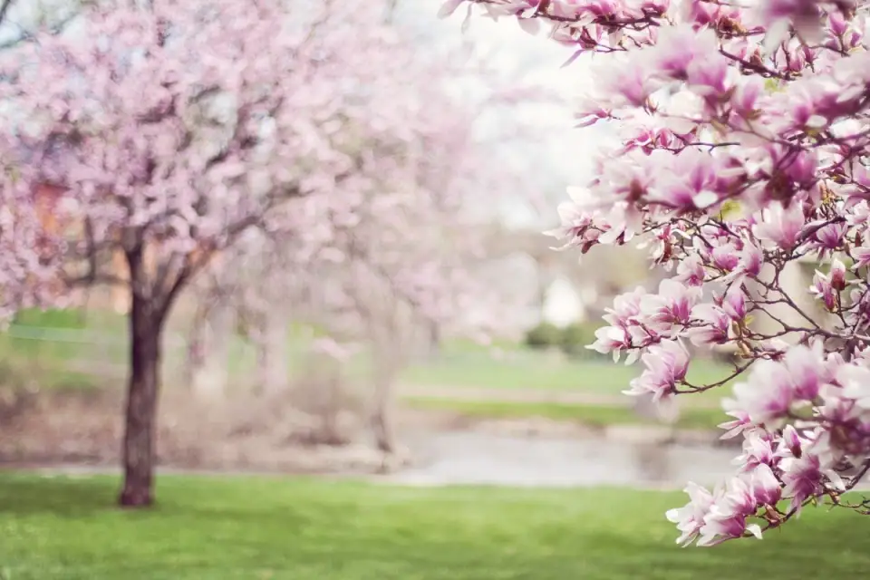 Magnolia Cum se planteaza si se ingrijeste