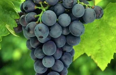 Vineyard Work in August