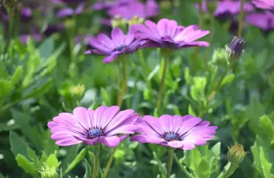 Anemone or Easter Flower: Care and Benefits