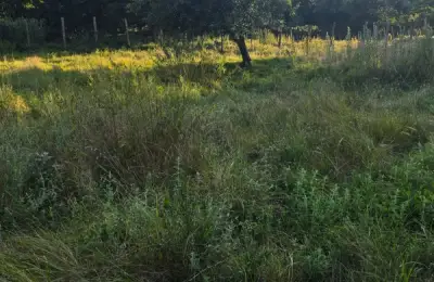 Îngrășământul verde pe terenul din România. Secretul fără chimicale