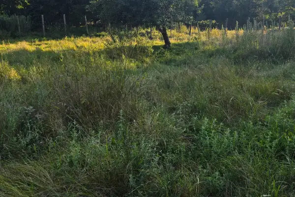 Îngrășământul verde pe terenul din România. Secretul fără chimicale