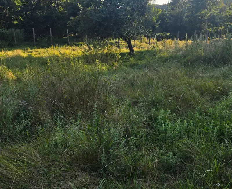 Îngrășământul verde pe terenul din România. Secretul fără chimicale