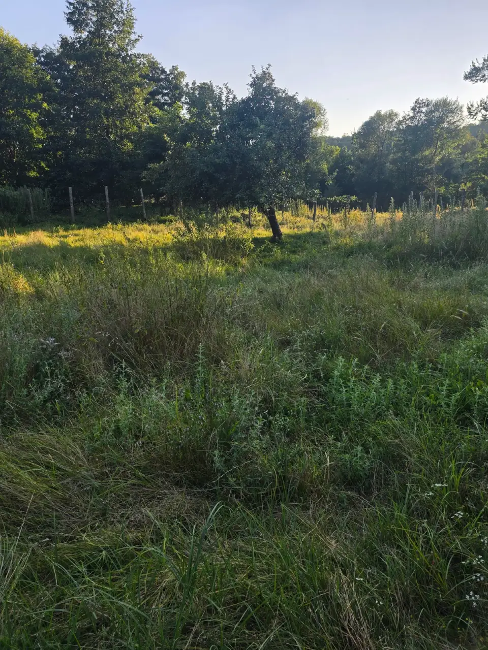 Îngrășământul verde pe terenul din România. Secretul fără chimicale