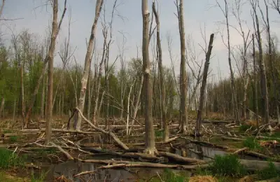 The Best Tree Cutting Equipment (VIDEO)