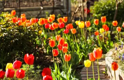 Top 10 Best Flowers to Plant in Your Garden This Spring