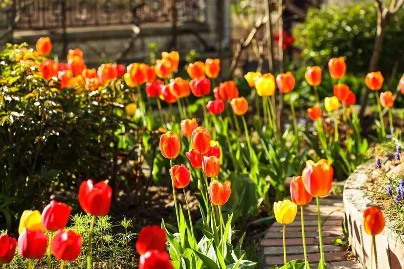 Top 10 cele mai potrivite flori de plantat în grădină primăvara