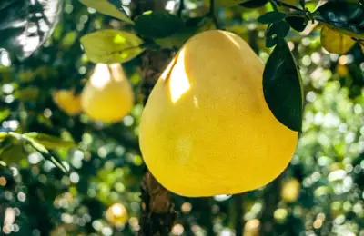 Tutorial: How to Plant a Pomelo (VIDEO)