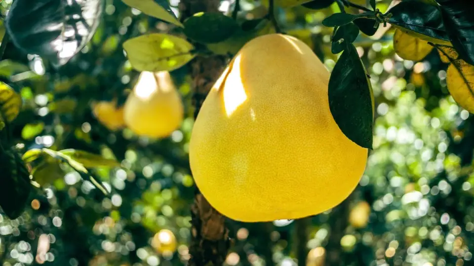 Tutorial: How to Plant a Pomelo (VIDEO)