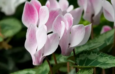 Planting Cyclamens: A Guide